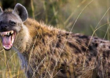 भडगाव तालुक्यात तरसाच्या हल्ल्यात १२ शेळ्या अन् १ वासरी ठार