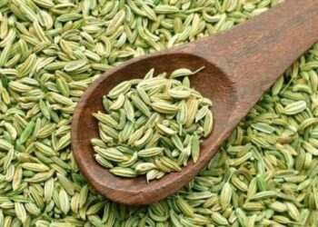 मधुमेहाच्या रुग्णांनी करावे बडीशेपचे सेवन, रक्तातील साखर वाढणार नाही