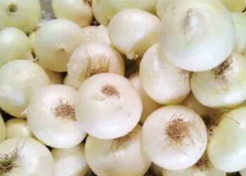 लालच नाही तर पांढरा कांदा देखील आरोग्यासाठी देतो अनेक फायदे