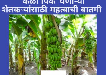 जळगाव जिल्ह्यात केळी पिक घेणाऱ्या शेतकऱ्यांसाठी महत्वाची माहिती ; जाणून घ्या