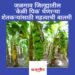 जळगाव जिल्ह्यात केळी पिक घेणाऱ्या शेतकऱ्यांसाठी महत्वाची माहिती ; जाणून घ्या