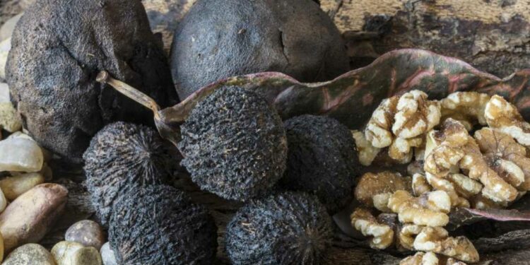 काळे अक्रोडचे ‘हे’ जबरदस्त फायदे वाचून तुम्ही नक्कीच सेवन कराल