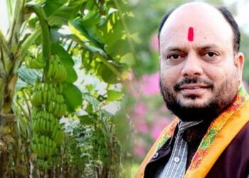 केळी उत्पादकांसाठी खुशखबर.. फळबाग लागवड योजनेत केळीला फळाचा दर्जा, ना.पाटील