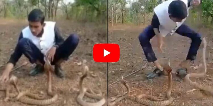 Video ! तीन कोब्रा सापांसोबत खेळत होता तरुण, शेवटी जे घडलं ते पाहून अंगावर येईल काटा