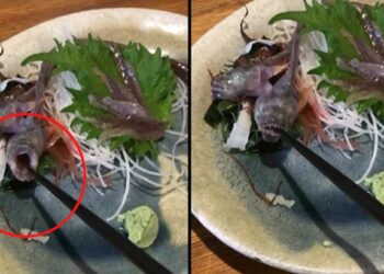 अन् जेवण सुरू होताच माशाने उघडले तोंड; Video पाहून उडेल थरकाप