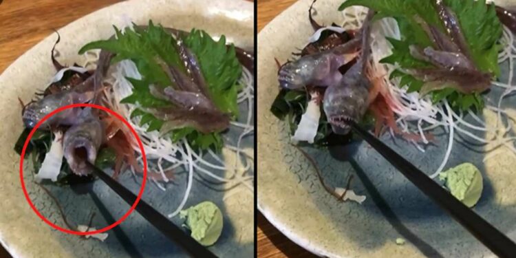 अन् जेवण सुरू होताच माशाने उघडले तोंड; Video पाहून उडेल थरकाप