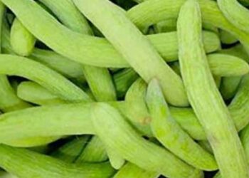 काकडी खाल्ल्याने शरीराला अनेक फायदे होतात, उन्हाळ्यात काकडी भरपूर खा