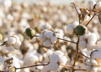 कापसावरील सीमाशुल्कबाबत मोदी सरकारने घेतला ‘हा’ मोठा निर्णय