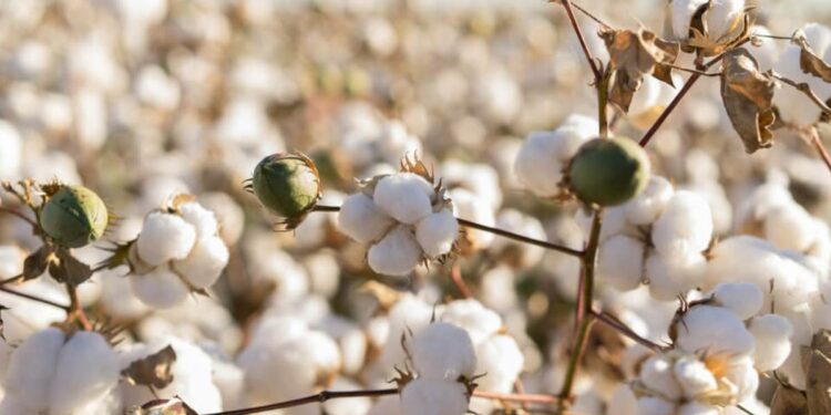 कापसावरील सीमाशुल्कबाबत मोदी सरकारने घेतला ‘हा’ मोठा निर्णय
