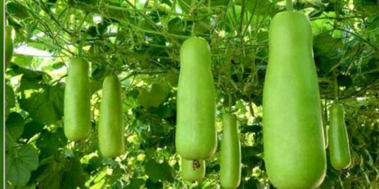 लौकी खाण्याचे हे आश्चर्यकारक फायदे तुम्हाला माहितीय का? जाणून घ्या मंग