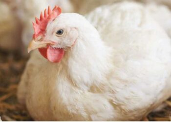 चिंताजनक ! मानवांमध्ये बर्ड फ्लूच्या नवीन स्ट्रेनची पहिली घटना समोर, 4 वर्षांच्या मुलाला लागण