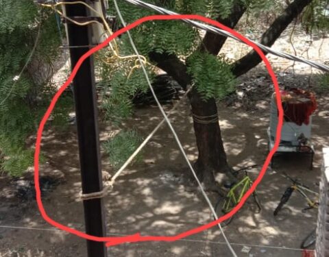वाल्मीकनगरमध्ये वाकलेला विद्युत खांब दोरीने झाडाला बांधला ; महावितरणचे दुर्लक्ष