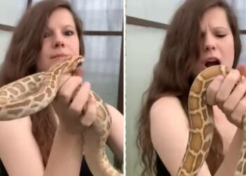 Video : सापासोबत मस्ती, नंतर त्या भयंकर सापाने जे केले ते मुलगी आयुष्यभर विसरणार नाही