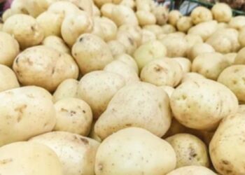 तुम्ही देखील बटाट्याचे जास्त प्रमाणात सेवन करताय? जाणून घ्या ‘हे’ 5 मोठे तोटे