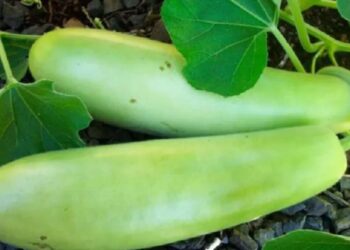 लौकी खाल्ल्याने मिळतात हे आरोग्यदायी फायदे, जाणून थक्क व्हाल !