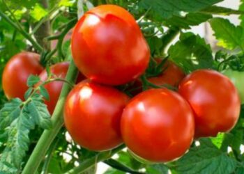 टोमॅटोचा रस कोलेस्ट्रॉल नियंत्रित ठेवण्यास मदत करेल, जाणून घ्या कसे सेवन करावे