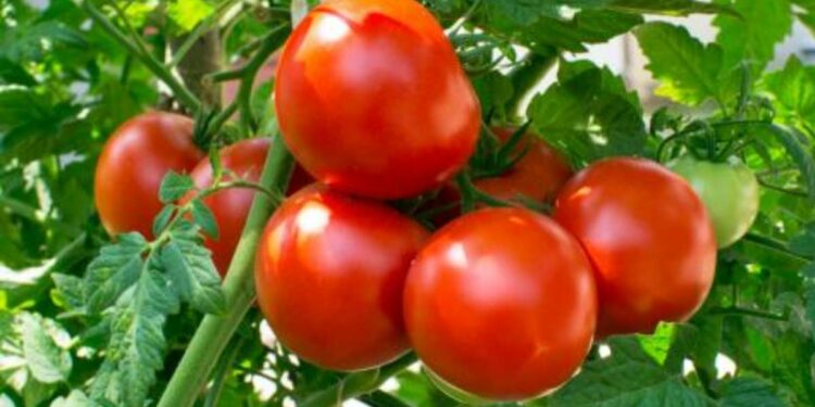 टोमॅटोचा रस कोलेस्ट्रॉल नियंत्रित ठेवण्यास मदत करेल, जाणून घ्या कसे सेवन करावे