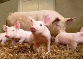 चिंतेत भर ! या राज्यात स्वाइन फिव्हरचा कहर, ३७ हजार डुकरांचा मृत्यू