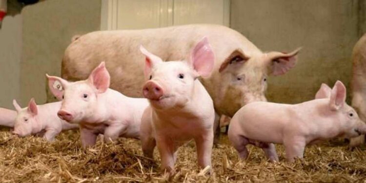 चिंतेत भर ! या राज्यात स्वाइन फिव्हरचा कहर, ३७ हजार डुकरांचा मृत्यू