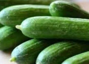 Health Tips : काकडीने त्वचा आणि केसांच्या समस्या होतील दूर ; या पद्धतीने वापरा