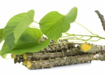 पुरुषांनी गिलॉयचे सेवन करावे, या समस्यांपासून मिळेल सुटका