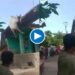 बिथरलेला बैल अचानक छतावर अन् ५० फूट खाली कोसळला ; घटनेचा थरारक Video व्हायरल