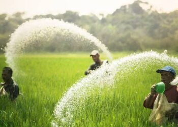 जळगावातील शेतकऱ्यांनो… पोटॅशयुक्त खत खरेदी करण्यापूवी ही बातमी वाचा
