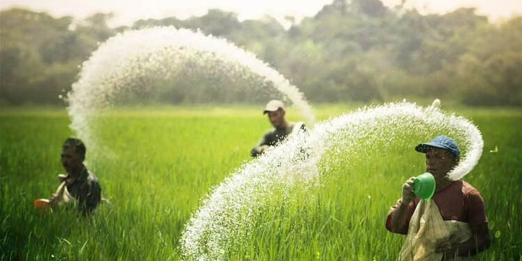 जळगावातील शेतकऱ्यांनो… पोटॅशयुक्त खत खरेदी करण्यापूवी ही बातमी वाचा