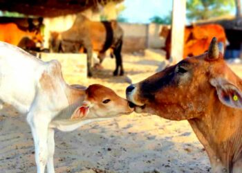 लम्पी रोग नियंत्रणासाठी पशुसंवर्धन विभागाच्या महत्वाच्या सूचना ; एकदा वाचाच…