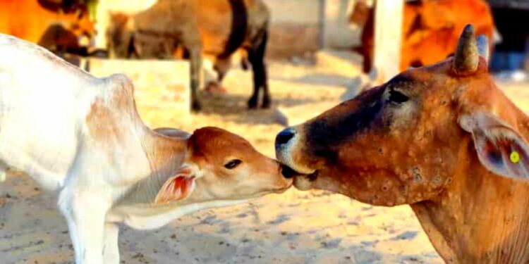 लम्पी रोग नियंत्रणासाठी पशुसंवर्धन विभागाच्या महत्वाच्या सूचना ; एकदा वाचाच…