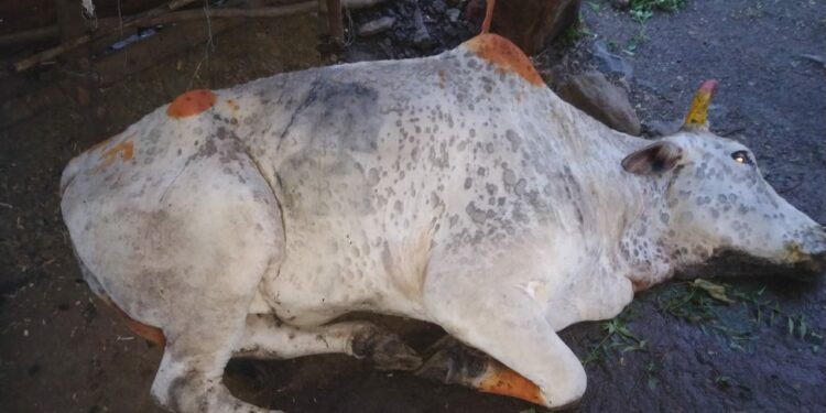 लम्पी विषाणूजन्य रोगामुळे जामनेर तालुक्यातील लोंढरी येथील शेतकऱ्याच्या बैलाचा मृत्यू
