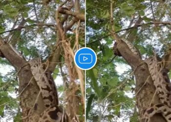 झाडावर चढताना अजगराचा व्हिडिओ पाहून तुमचेही होश उडतील!