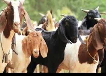 10 शेळ्या पाळण्यासाठी मिळणार 4 लाख रुपयांपर्यंतचे कर्ज, जाणून घ्या कसे?