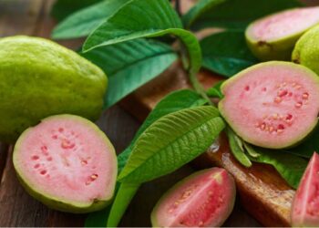 ‘या’ लोकांनी चुकूनही पेरू खाऊ नये, तब्येत बिघडू शकते