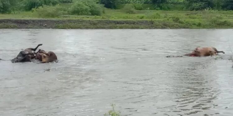 सुकी नदीपात्रात तब्बल २२ मृत बैल आढळले ; परिसरात खळबळ