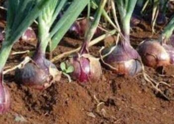 जळगाव जिल्ह्यातील शेतकऱ्यांनो ‘कांदा’ बियाणे खरेदी करण्या अगोदर कृषी विभागाच्या ‘या’ सूचना वाचा