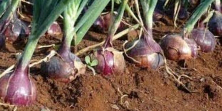 जळगाव जिल्ह्यातील शेतकऱ्यांनो ‘कांदा’ बियाणे खरेदी करण्या अगोदर कृषी विभागाच्या ‘या’ सूचना वाचा