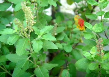 रोज रिकाम्या पोटी 4 तुळशीची पाने चावा, मधुमेहासह हे 5 आजार होतील दूर