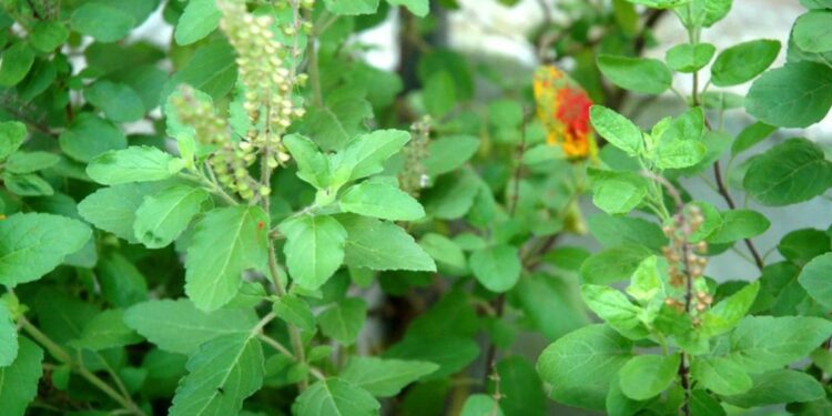 रोज रिकाम्या पोटी 4 तुळशीची पाने चावा, मधुमेहासह हे 5 आजार होतील दूर