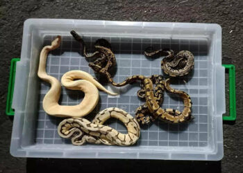 धक्कादायक ; थेट मलेशियातून विमानाने मुंबई विमानतळावर आणले ६६५ दुर्मिळ प्रजातीचे साप, सरडे कासव… पुढे काय झालं पहा