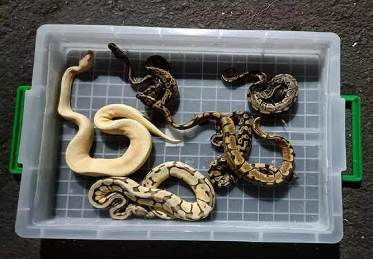 धक्कादायक ; थेट मलेशियातून विमानाने मुंबई विमानतळावर आणले ६६५ दुर्मिळ प्रजातीचे साप, सरडे कासव… पुढे काय झालं पहा