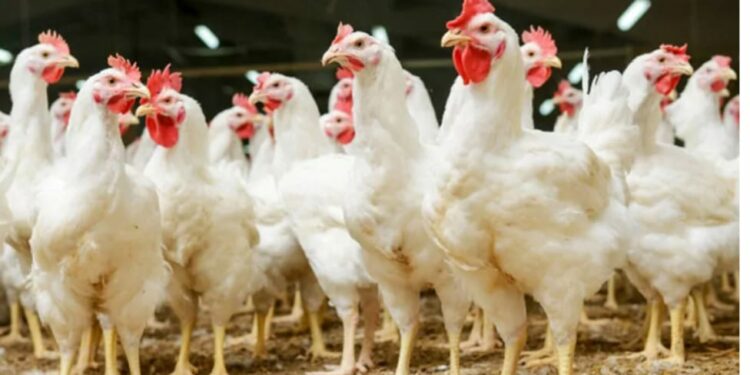 Business idea ; महाराष्ट्रात कुक्कुट पालन कर्ज योजना सुरु… जाणून घ्या आवश्यक कागदपत्रांची यादी