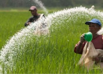 मोठी बातमी ! शेतकऱ्यांना परवडणाऱ्या दरात खत मिळणार, फॉस्फरस-पोटॅश खतावर अनुदान मंजूर