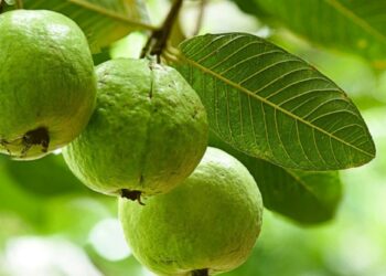 पेरू खाण्याचे हे फायदे वाचून व्हाल थक्क..! काय आहेत जाणून घ्या