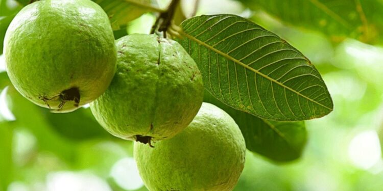 पेरू खाण्याचे हे फायदे वाचून व्हाल थक्क..! काय आहेत जाणून घ्या