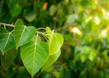 पिंपळाच्या झाडात दडलाय आरोग्याचा खजिना, मुळापासून ते पानांपर्यंत प्रत्येक भाग आहे फायदेशीर