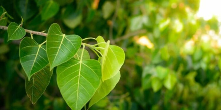 पिंपळाच्या झाडात दडलाय आरोग्याचा खजिना, मुळापासून ते पानांपर्यंत प्रत्येक भाग आहे फायदेशीर