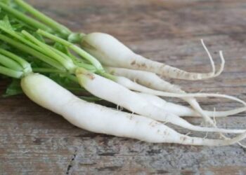 हिवाळ्यात मुळा खाण्याचे हे आहेत जबरदस्त फायदे ;  जाणून घ्या काय आहेत??