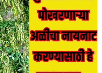 तुरीवरील शेंगा पोखरणाऱ्या अळीचा नायनाट करण्यासाठी हे करून पहा, निश्चित फायदा होईल…