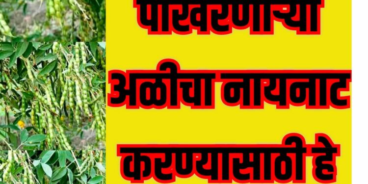 तुरीवरील शेंगा पोखरणाऱ्या अळीचा नायनाट करण्यासाठी हे करून पहा, निश्चित फायदा होईल…